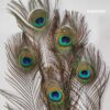 Peacock Feather, Mor Pankh, Original Mor Pankh, Peacock Feather Pack