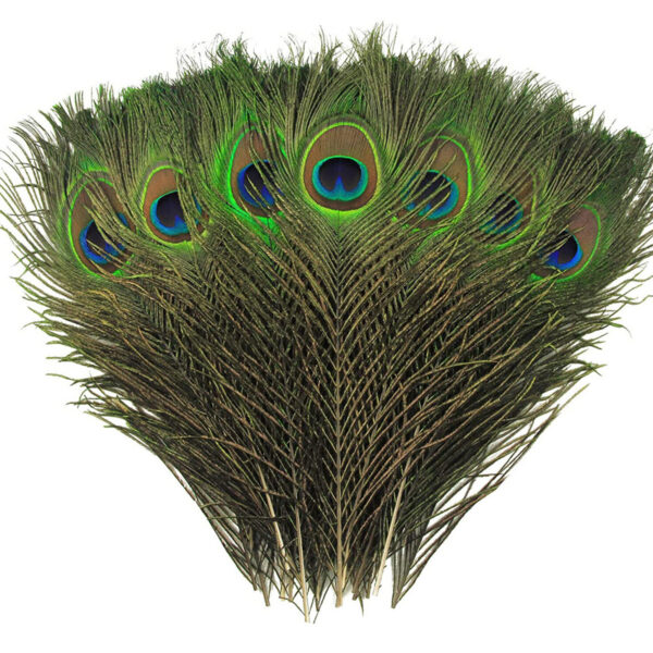original peacock feathers, mor pankh, peacock plumes, 11 large feathers, exotic plumage, colorful decoration, home decor, shop now, unique feathers, colorful feathers, feather art