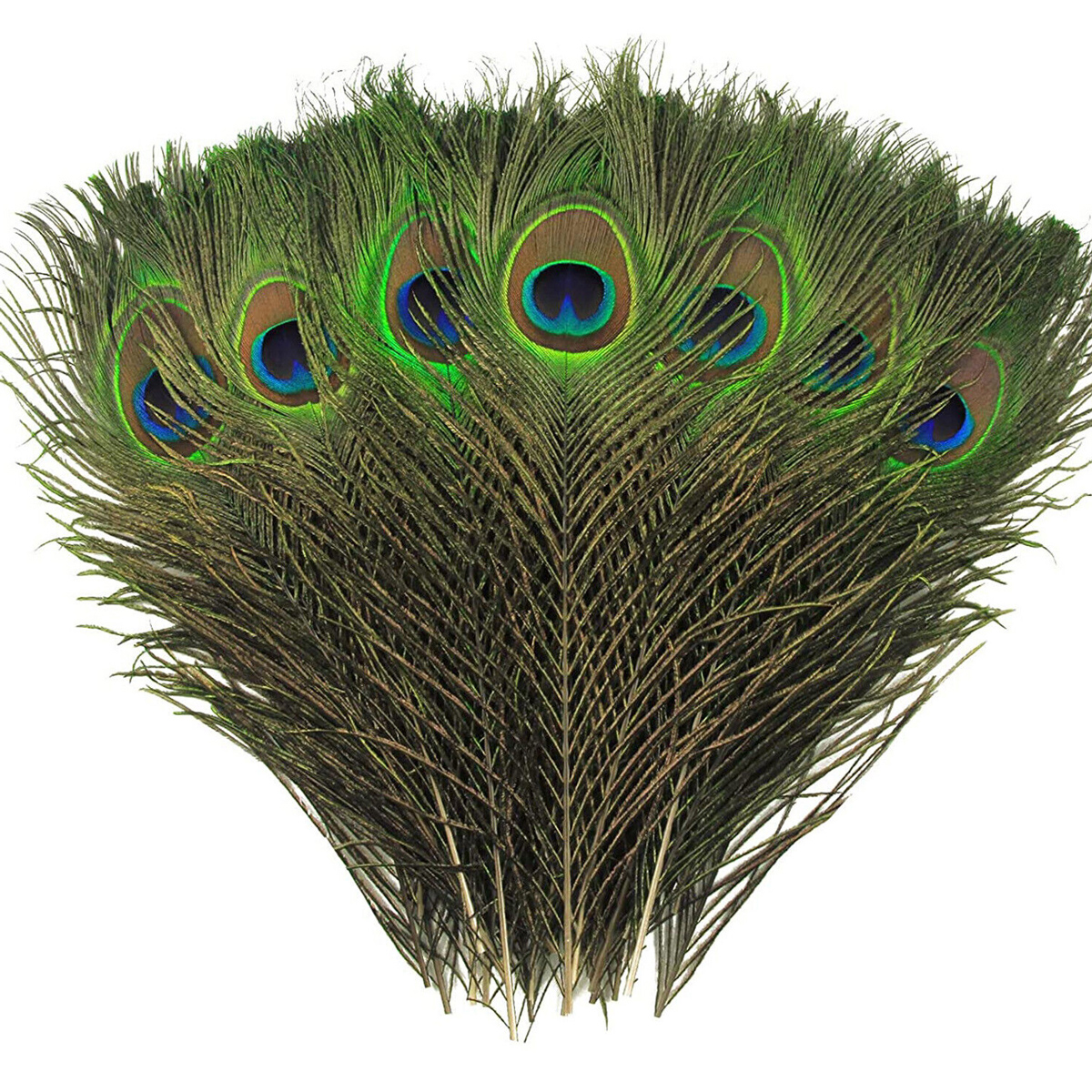 Real Peacock Feathers Large 